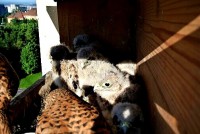 /album/a12-6-2013/krmeni-2-jpg/